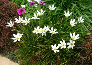 Autumn Crocus