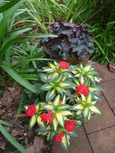 New Guinea Impatiens 1