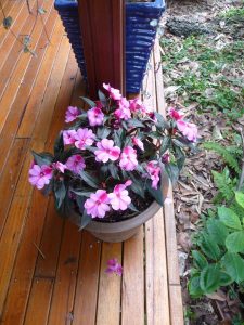 New Guinea Impatiens 2